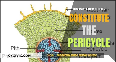 Pericycle: A Multilayered Cellular Highway