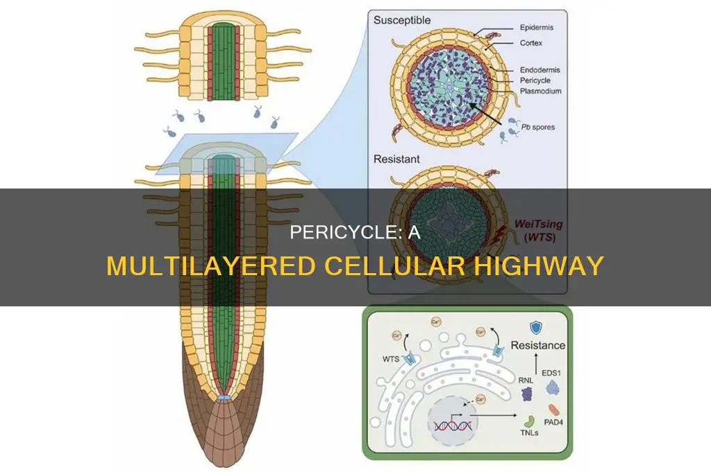 how many layers of cells constitute the pericycle