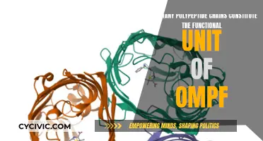 Unraveling the OmpF Structure: Polypeptide Chains Explained