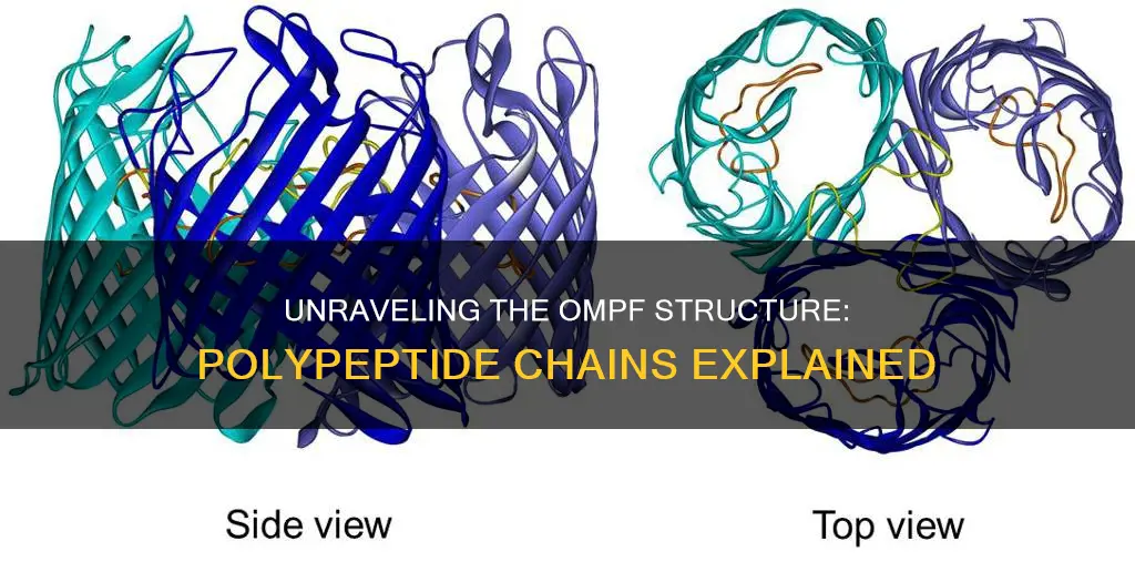 how many polypeptide chains constitute the functional unit of ompf