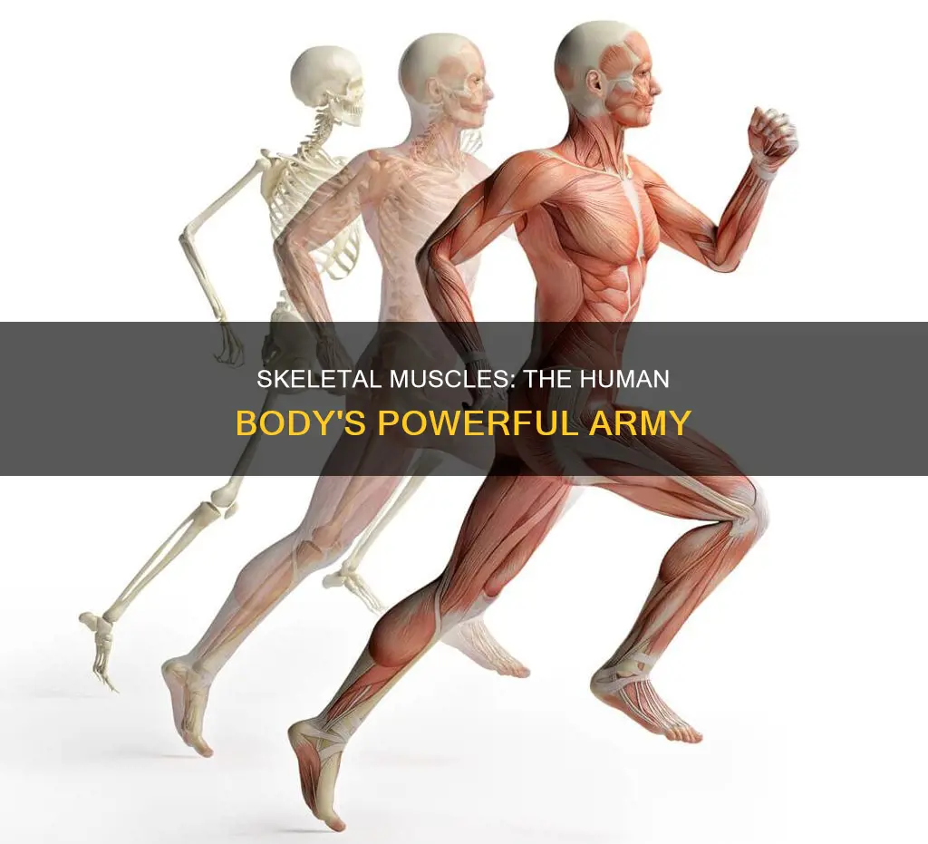 how many skeletal muscles constitute the human body