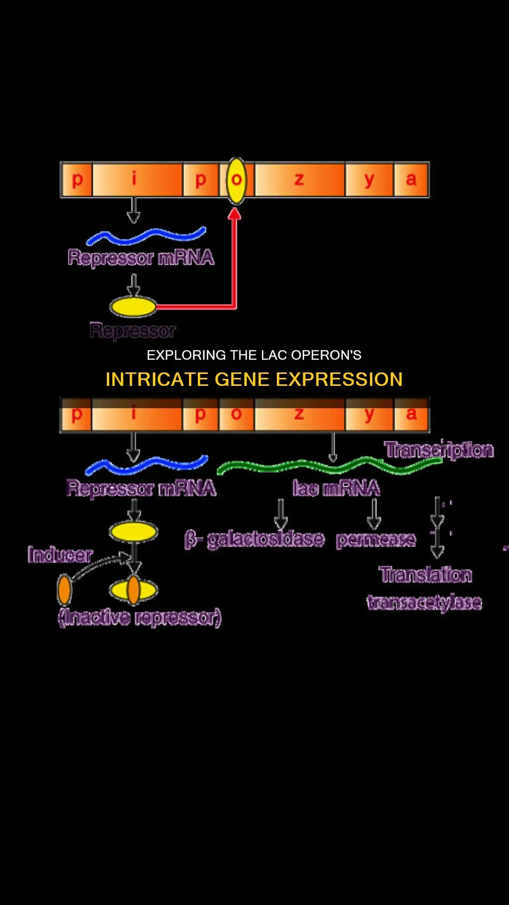 how many structural genes of the lac operon are non-constitutive