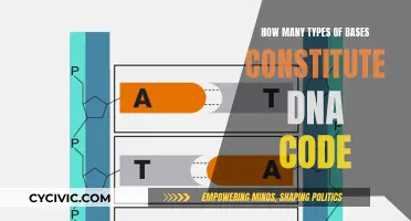 The Building Blocks of DNA: Understanding Base Types