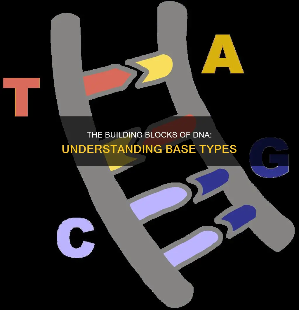 how many types of bases constitute dna code