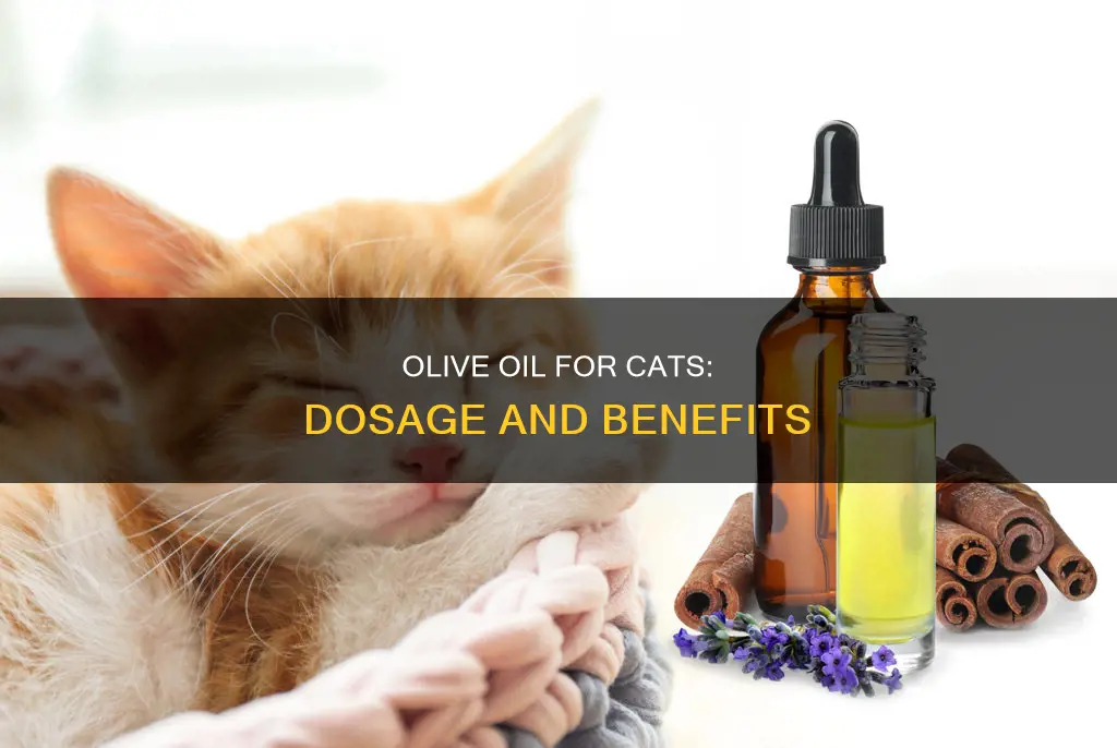 how much olive oil yo a kittys constitution