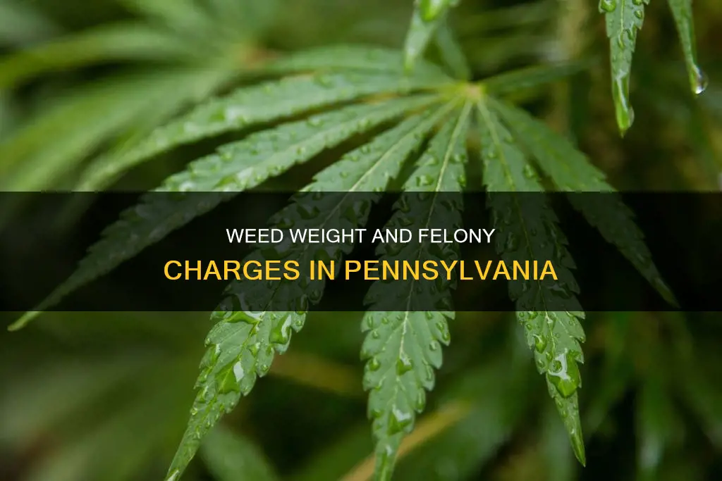 how much weed constitutes a felony in pa