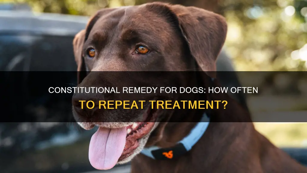 how often to repeat constitutional remedy for dog