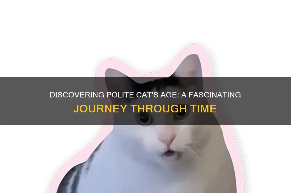how old is polite cat