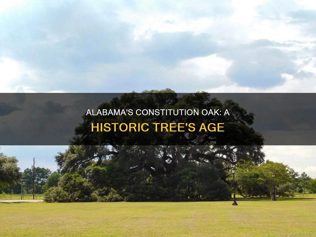 how old is the constitution oak in alabama