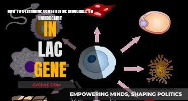 Finding Lac Gene Expression: Constitutive, Inducible, or Uninducible?