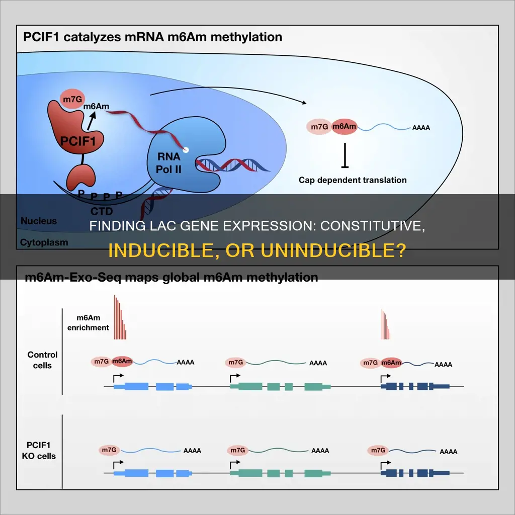 how to determine constitutive inducable or uninducable in lac gene