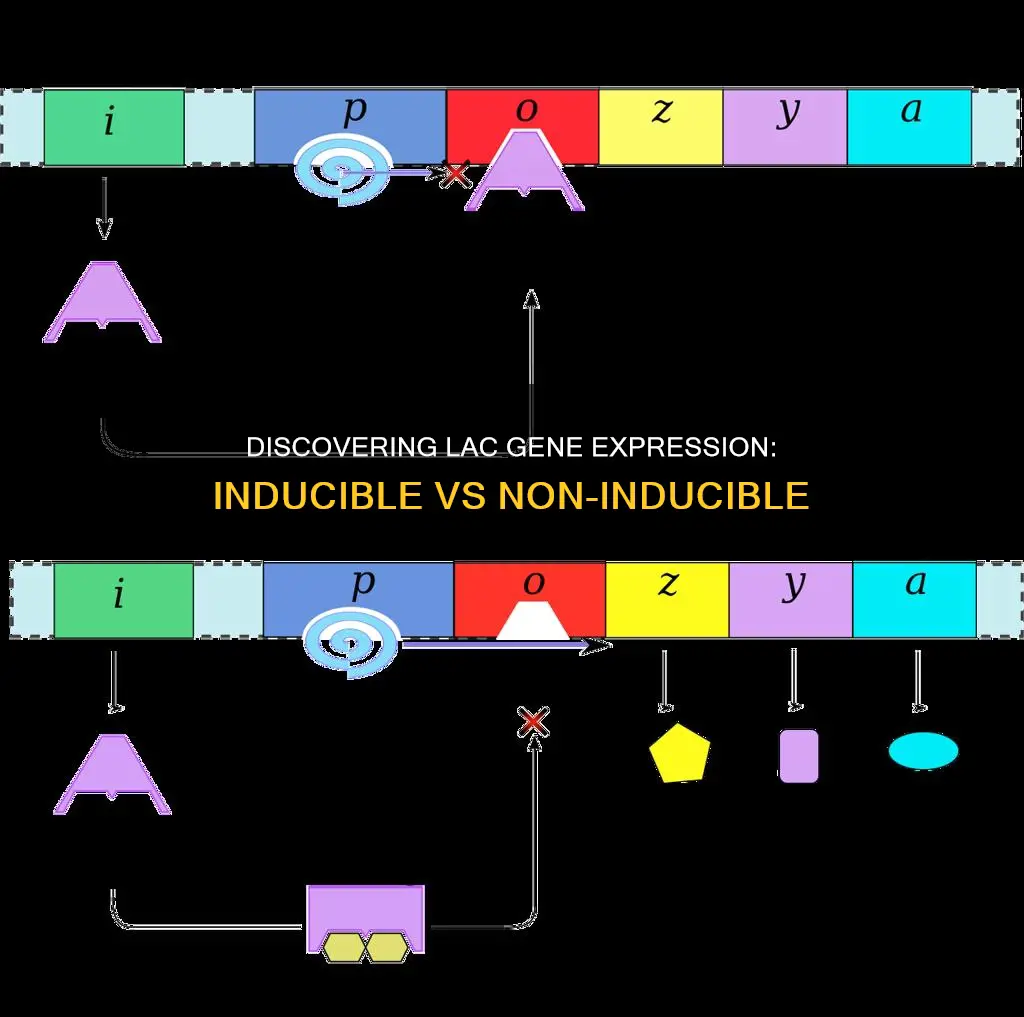 how to determine constitutive inducible or noninducible in lac gene