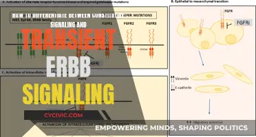 Understanding ErbB Signaling: Constitutive vs Transient Dynamics