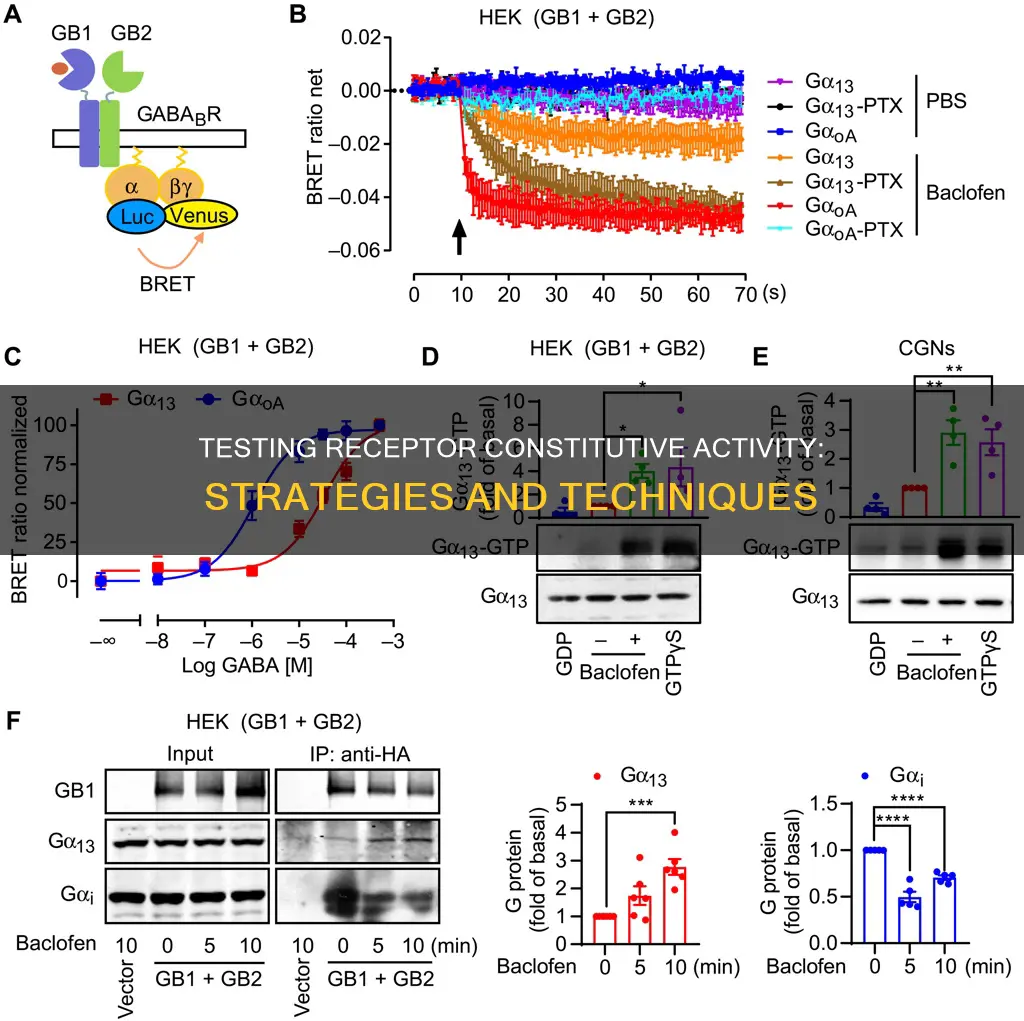 how to test if a receptor is constitutively active