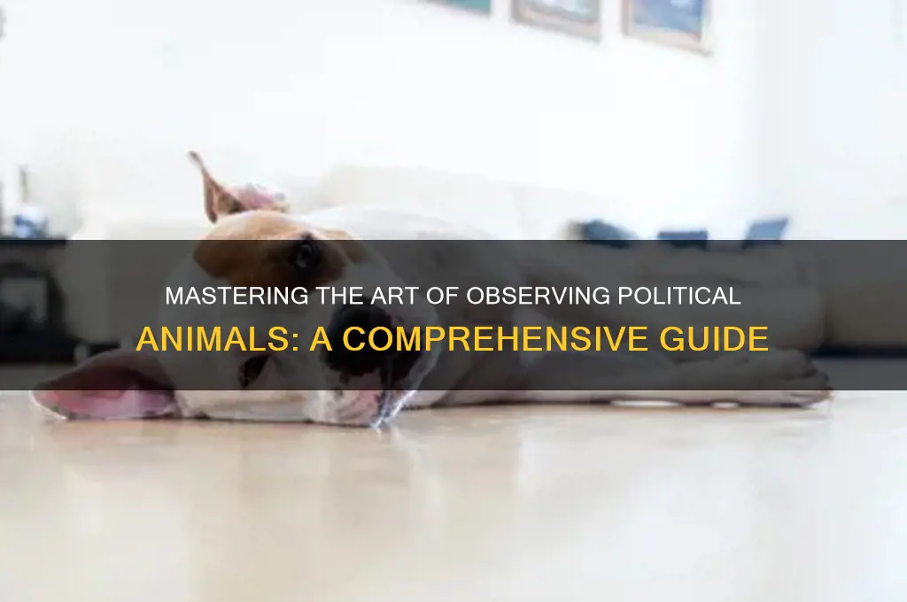 how to watch political animals