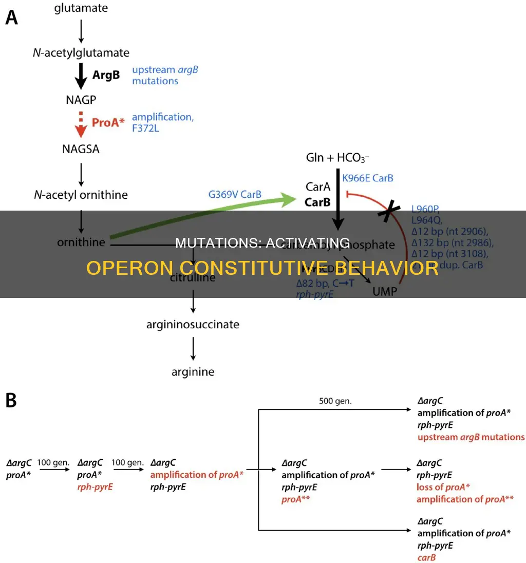 how would the mutations cause the operon to be constitutive