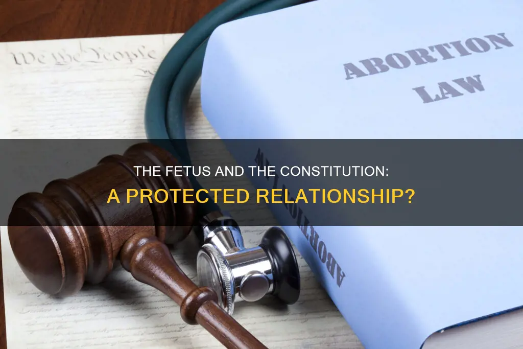 is a fetus protected by the constitution