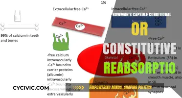 Understanding the Nature of Bowman's Capsule Reabsorption