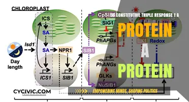Protein Mystery: CTR1, a Protein or Not?