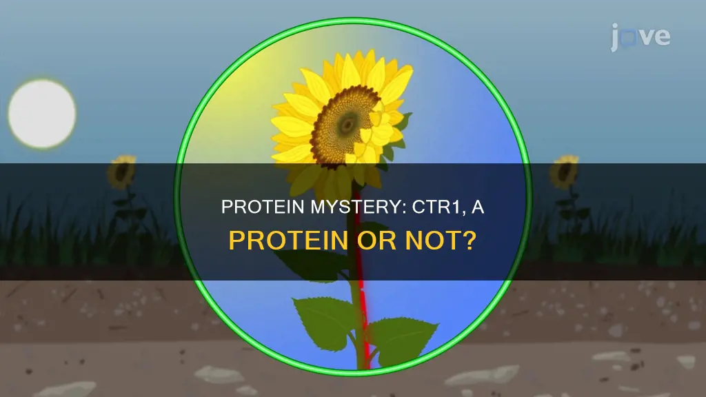 is constitutive triple response 1 a protein a protein