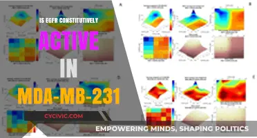 EGFR Activity in MDA-MB-231: Always On?