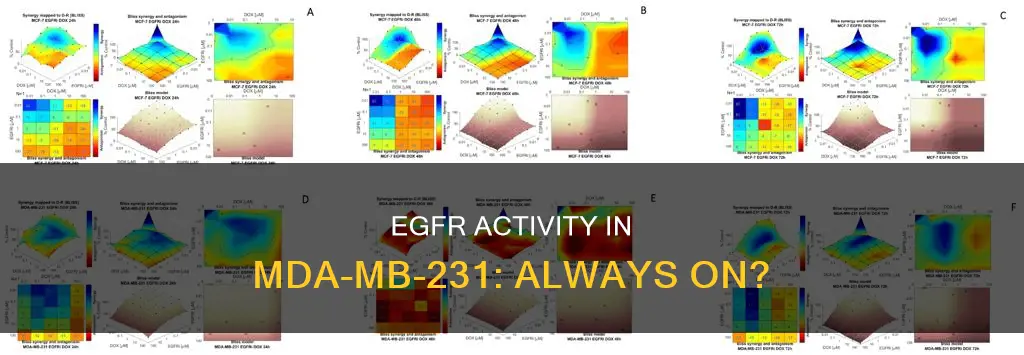 is egfr constitutively active in mda-mb-231