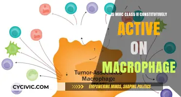 Macrophages: MHC Class II Always Active?
