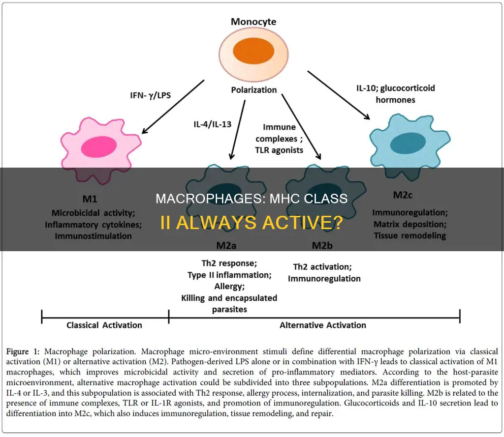 is mhc class ii constitutively active on macrophages