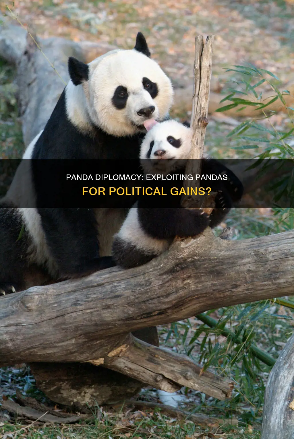 is panda diplomacy fair to the pandas