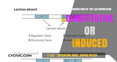 How Lac Repressor is Produced: Constitutive or Induced?