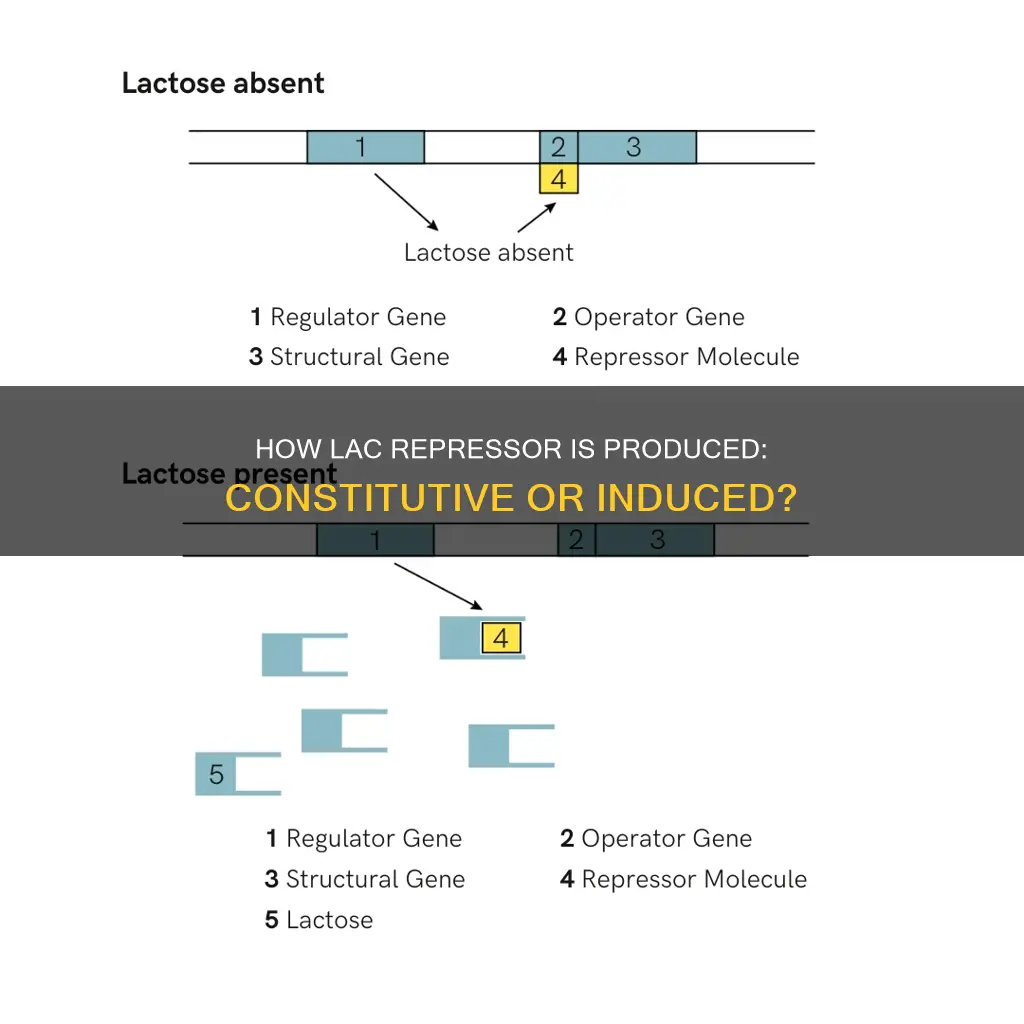 is production of the lac repressor constitutive or induced