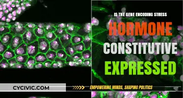 Stress Hormone Gene: Always On?