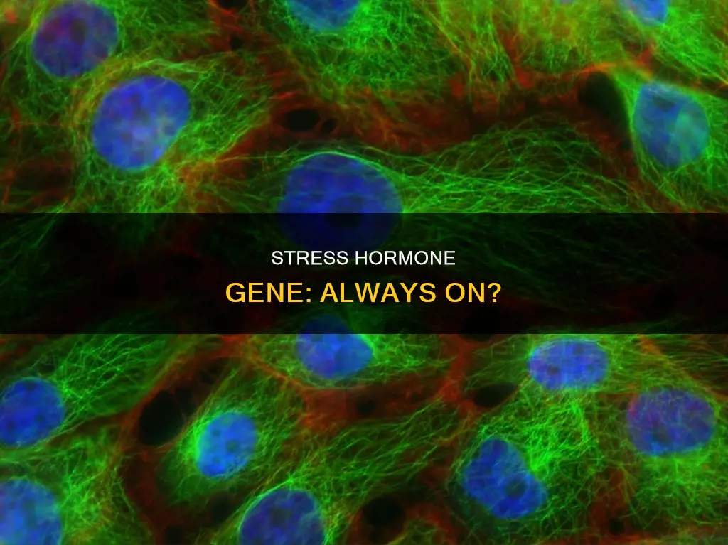 is the gene encoding stress hormone constitutively expressed