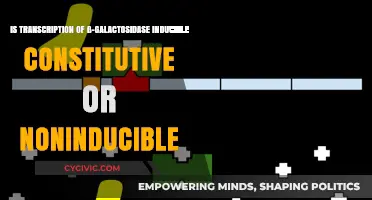 ß-Galactosidase Transcription: Inducible or Not?