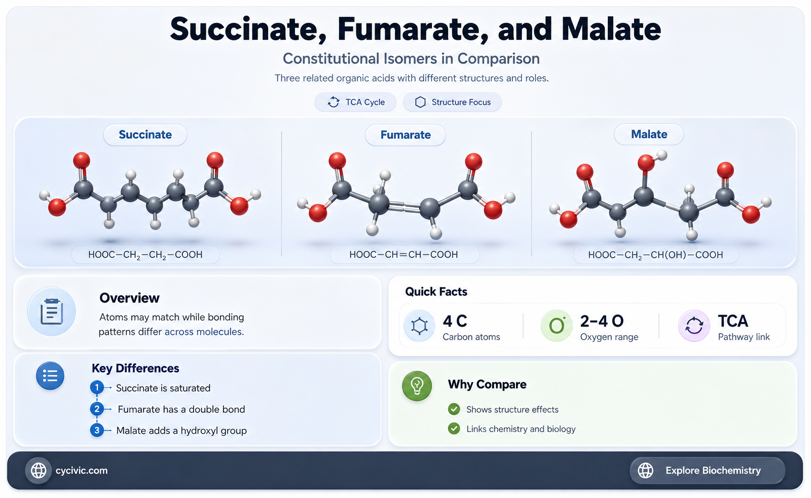 are succinate fumarate and malate constitutional isomers of each other