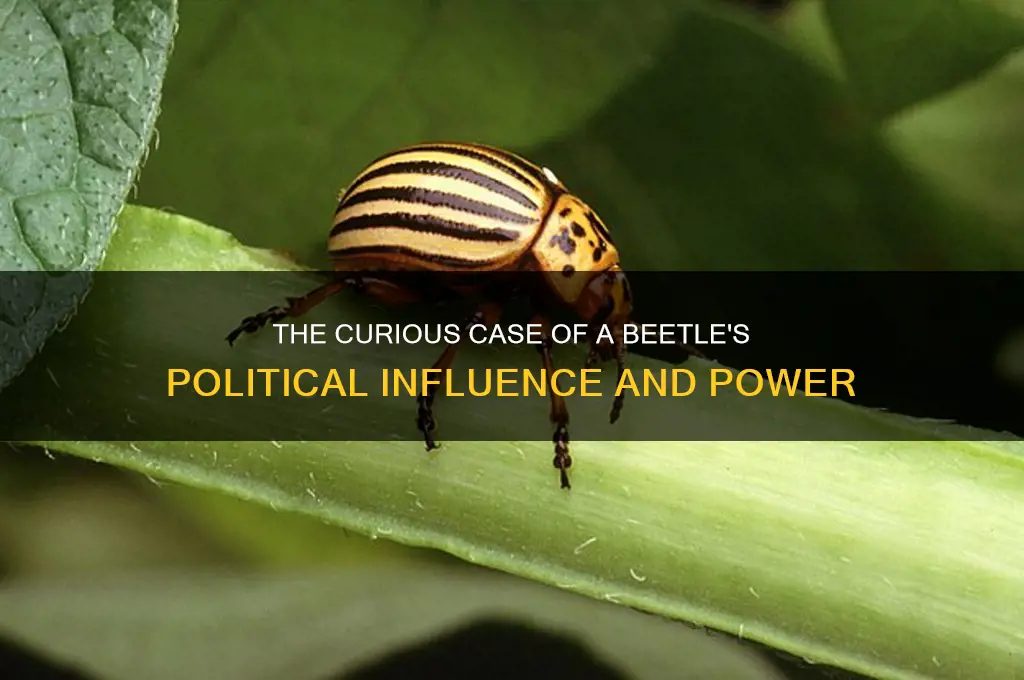 was a beetle political