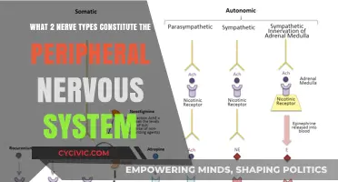 Understanding the Peripheral Nervous System's Two Nerve Types
