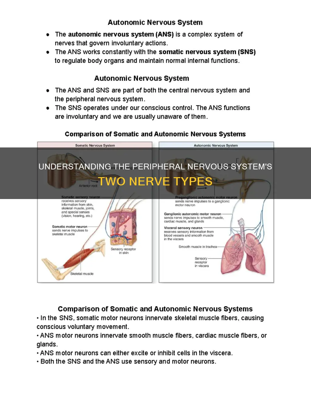 what 2 nerve types constitute the peripheral nervous system