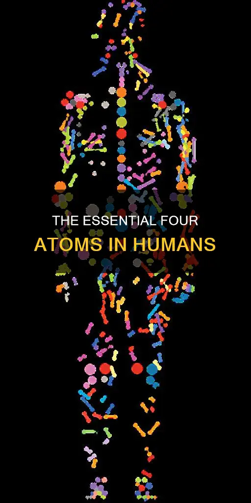 what 4 atoms constitute 96 of a humans body