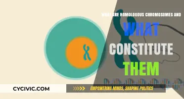 Chromosomes: Homologous Pairs and Their Unique Constitution