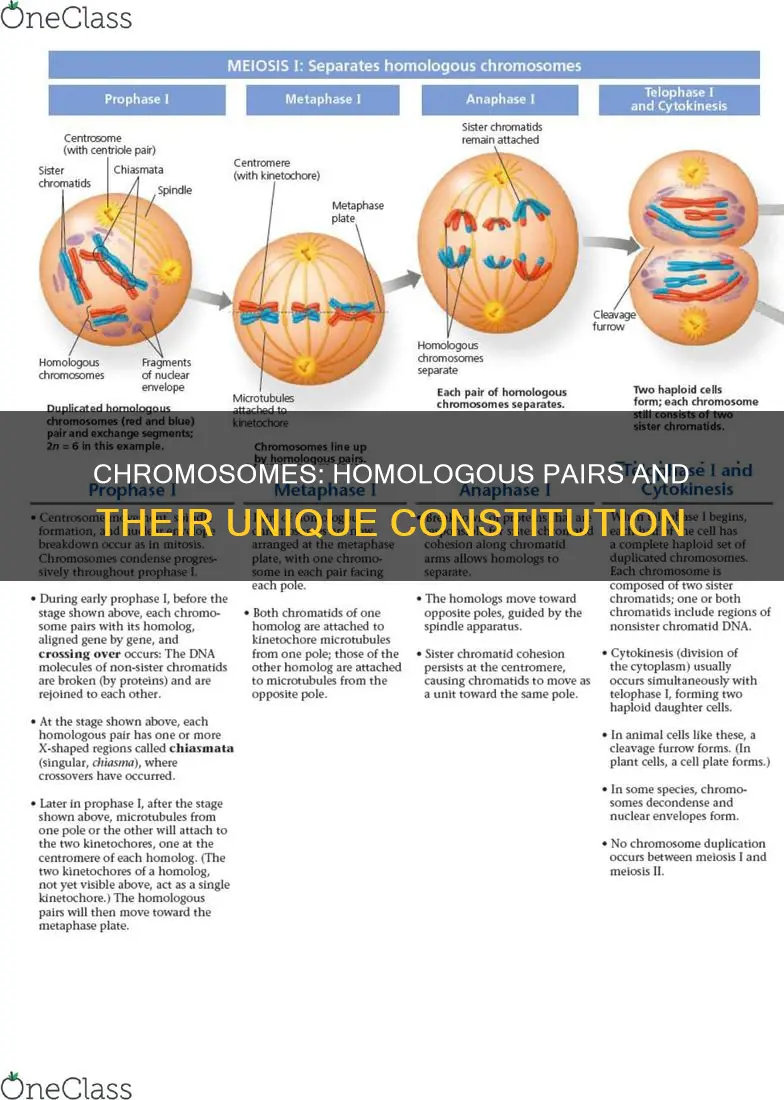 what are homologous chromosomes and what constitute them