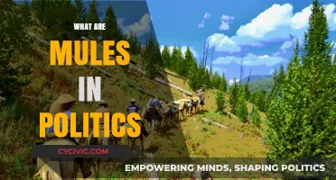 Understanding Political Mules: Their Role and Impact in Modern Politics