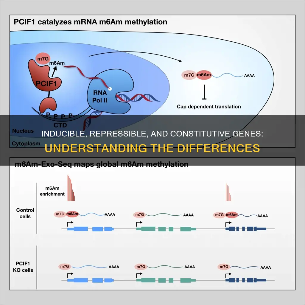 what are the differences between constitutive inducible and repressible genes