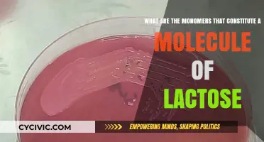 Monomers of Lactose: Glucose and Galactose