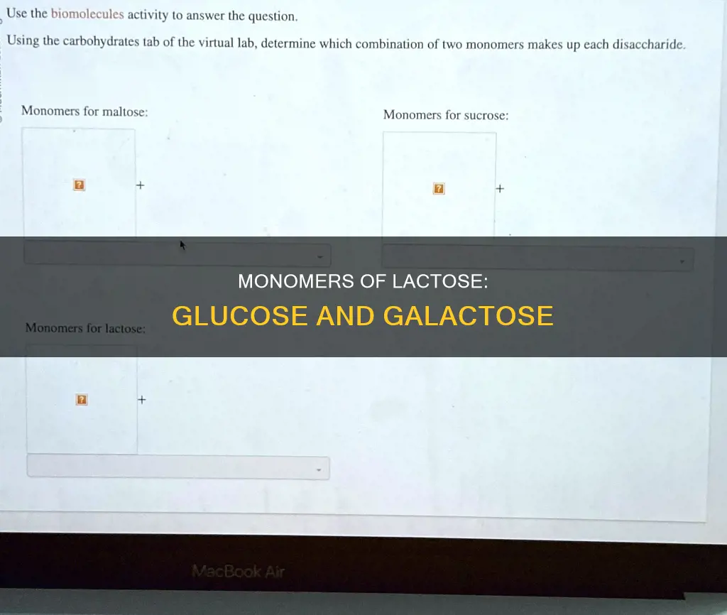 what are the monomers that constitute a molecule of lactose