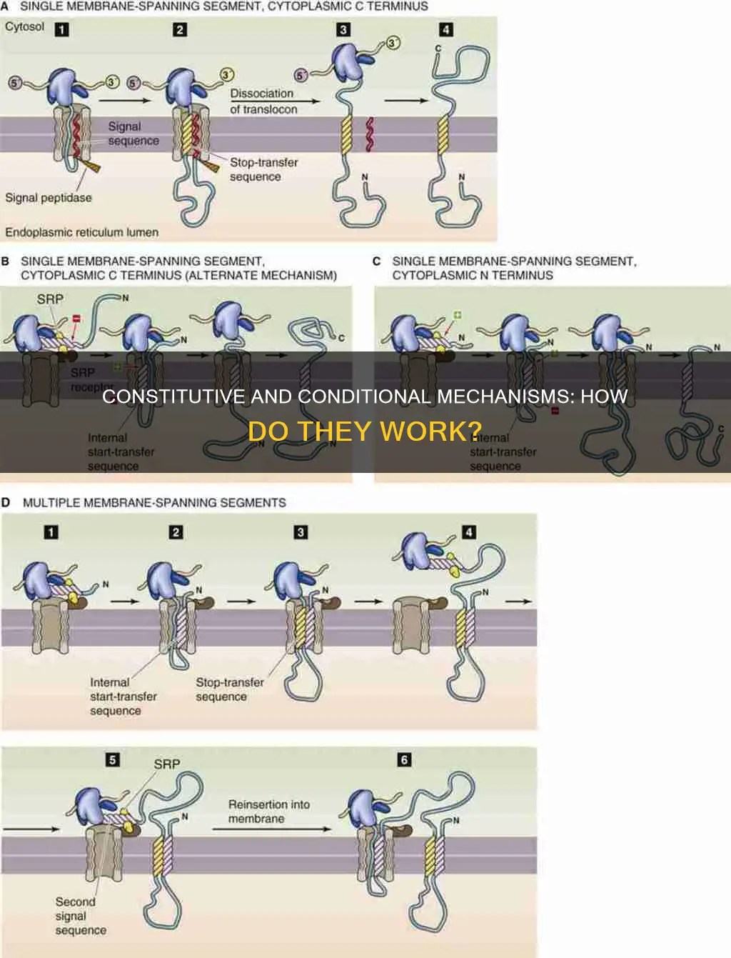 what are transported out by both constitutive and conditional mechanisms
