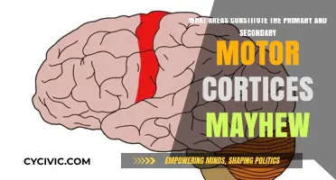 Understanding Motor Cortices: Primary and Secondary Areas