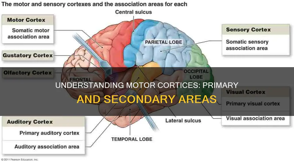 what areas constitute the primary and secondary motor cortices mayhew