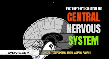 The Brain and Spinal Cord: Our Central Nervous System