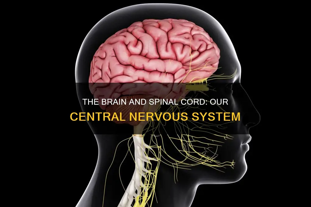 what body parts constitute the central nervous system